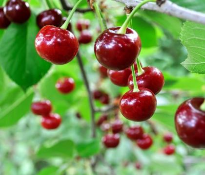 cherries 0